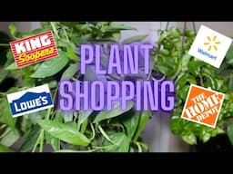 All Day Plant Shopping | Cebu blue pothos, SOH, Variegated neon pothos