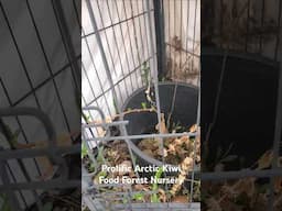 Kiwi Growing In Idaho #foodforest #growfruit #idaho