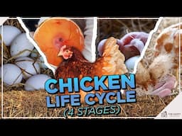 From Egg to Egg-Layer: The Life Cycle of a Chicken