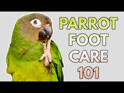 Parrot Foot Care | Everything You Need to Know!