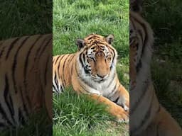 Simba Tiger ** ANIMAL FACTS ** What is a group of tigers called?