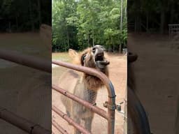 Happy Donkey Day 😅❤️ #donkey #donkeylife #homesteading #farmanimals #farmlife #rvlife #nomads