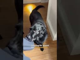 Former Guide Dog Still Loves Helping People Get Around Dog #DogLovers