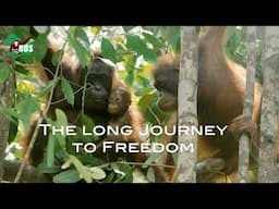 ORANGUTANS' LONG JOURNEY TO FREEDOM
