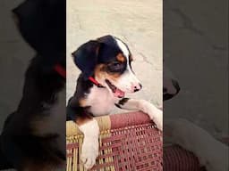 pluto bite in legs @Street_Dog_Pluto @dogloverprakash @pug @DogLovers-p7c #dog