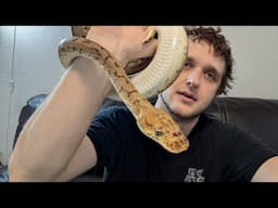 Adult Ball Python Sale, and Why I Don't Ship With Morphmarket