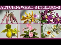 Autumn: what's in bloom!