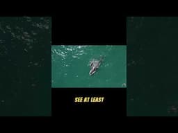 Experience Whale Watching in Maui This Winter! #travelvlog #shorts