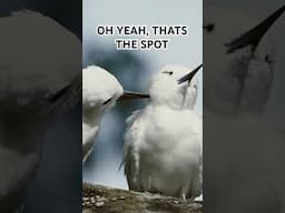 Seabird love language