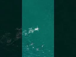 Being a Friend of the Ocean has its perks 🌊🐬