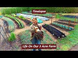 Our Journey to SELF-SUFFICIENCY | 3 Month FARMSTEAD TIME-LAPSE & Welcoming Chickens