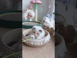 Cute little kitten🥰😍 #cat #funny #animals #kitten