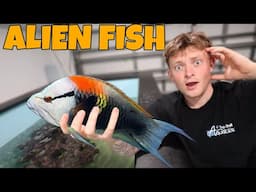 I BOUGHT THE WEIRDEST FISH...