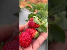 Strawberry Picking Experience around Bangalore|| #strawberryfarm #strawberrypicking #strawberry