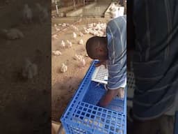 transferring the chicks from the brooder to the grower