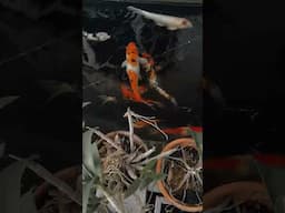 Ponds Koi in Front | cinematic Shorts