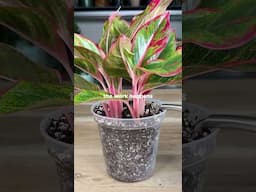 How I DRASTICALLY IMPROVE Propagation Success