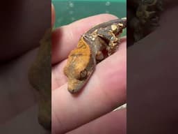 ตุ๊กแกขนตา crested gecko