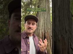 The True Cost Of Redcedar
