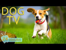 DOG TV: Best Videos Entertain to Calm & Anti-Anxiety Dogs When Home Alone - Relax Music for Dogs