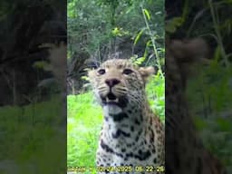 Rare Leopard Sighting | Paignton Zoo Conservation Partnership in Zimbabwe