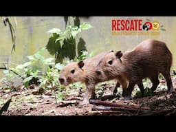 Víctimas del tráfico de fauna silvestre
