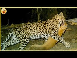 Incredible Moments Caught On Camera