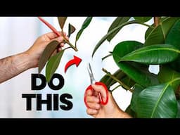 13 Plant Tasks You MUST Do In June