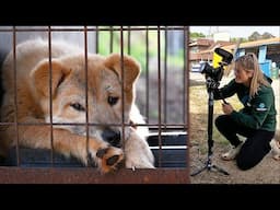 Come with me to document a dog meat farm rescue in South Korea