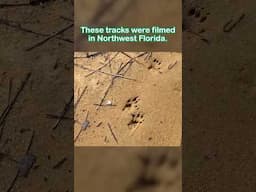 What Florida mammal made these tracks? Part 1