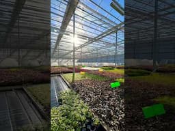 Sunny Morning in the Tropica Greenhouses ☀️🇩🇰🌱