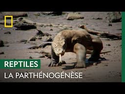 Les femelles dragons de Komodo peuvent se reproduire sans mâle
