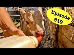 Big Progress For the Little Calf
