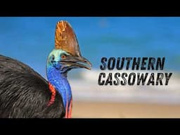 The Southern Cassowary: Earth’s Most Dangerous Bird (And It’s Not What You Think)