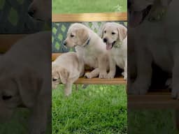 WCC #Shorts: It's the first #PressPlay for a #BetterDay of June! Enjoy! #FurTheLoveOfVeterans