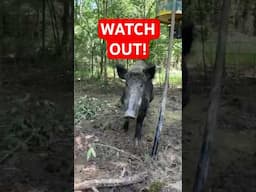 Wild Hogs Watch Out! Hog Hunting Queen is Back!