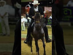 Mercenario de Redfish, Gran Campeón Paso Fino en la Feria Homenaje a las Madres 2025