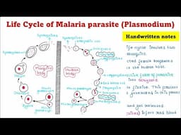 Life Cycle of Plasmodium (Malaria parasite)