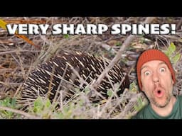 I saw an ECHIDNA in the Wild: the only mammal besides the Platypus that lay eggs!