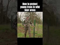 How to protect young trees in wild boar areas #treeplanting #wildboar