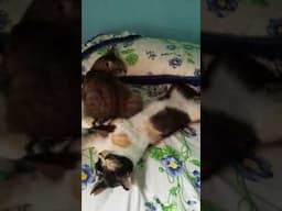 #catlife #catlovers #animallife #cat #cutecat #pets #animals #meow #kucing