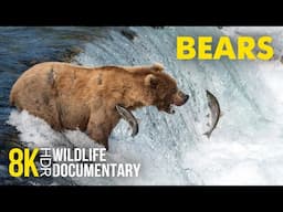 What You Should Know About Bears - 8K HDR Scenic Wildlife Documentary - Amazing Animals