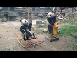 Animals Acting Like Humans Caught on Camera