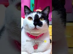 mi gata con problemas de apego! 💞😽 #humordegatos