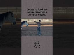 Learn to look for  inattentiveness in your horse.￼ #horse #fyp #horsetraining #horsemanship