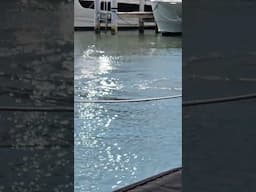 My Animal Friends Part 2!! #Birds #Manatee #Stingray