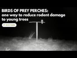 Birds of Prey Perches: one way to reduce rodent damage to young trees