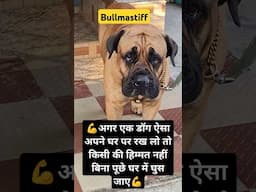 Big Dog Bullmastiff #shorts #dog #amitalbinopets #animals Best security guard #security