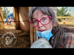 My Chicken Composters & Spring Cleaning Tips