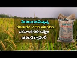 KNM 7715 Paddy Seeds | KNM 7715 Paddy Variety details Telegu